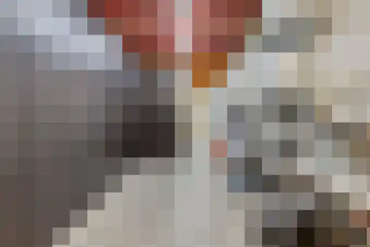 Appellaan 3 Bunde thumbnail 28