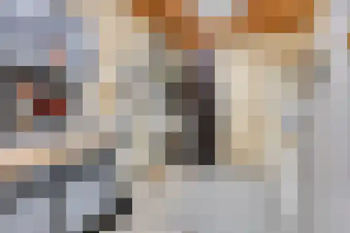 Appellaan 3 Bunde thumbnail 29
