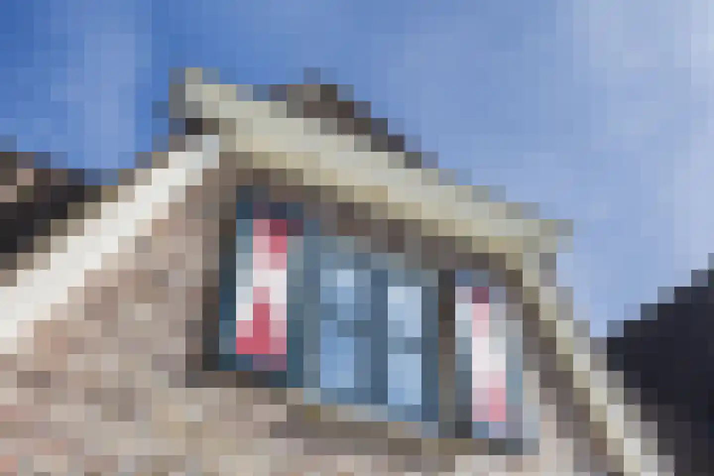 Appellaantje 3 Ootmarsum thumbnail 32