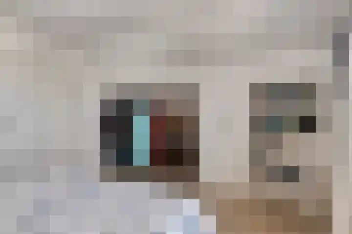 Appelmeet 34 Burgh-Haamstede thumbnail 30