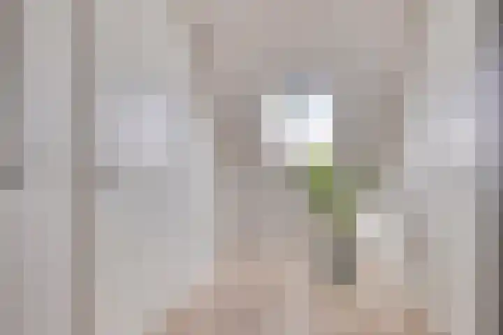 Appelmeet 34 Burgh-Haamstede thumbnail 35