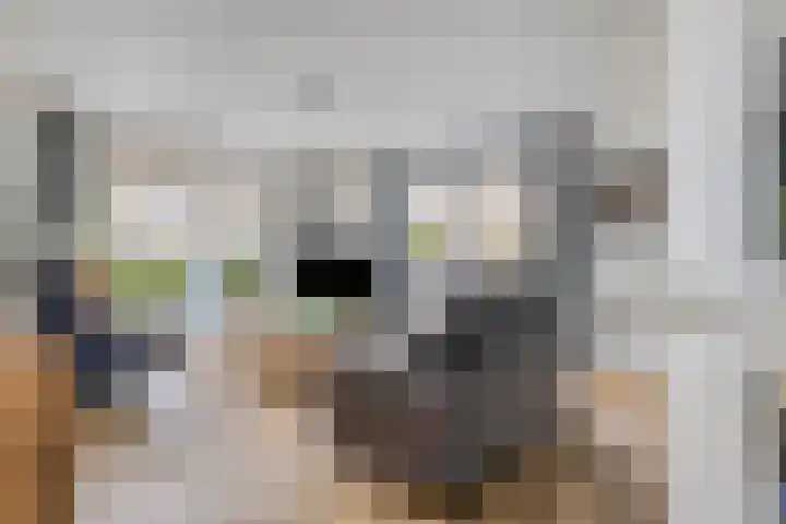 Appelmeet 34 Burgh-Haamstede thumbnail 7