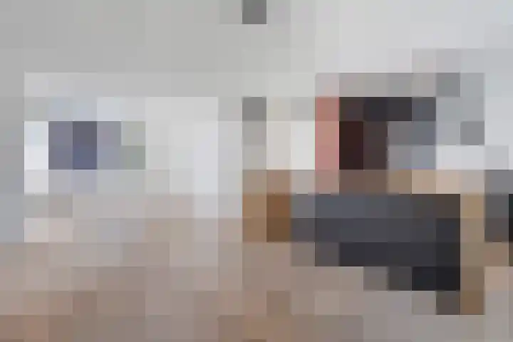 Appiushof 164 Maastricht thumbnail 10