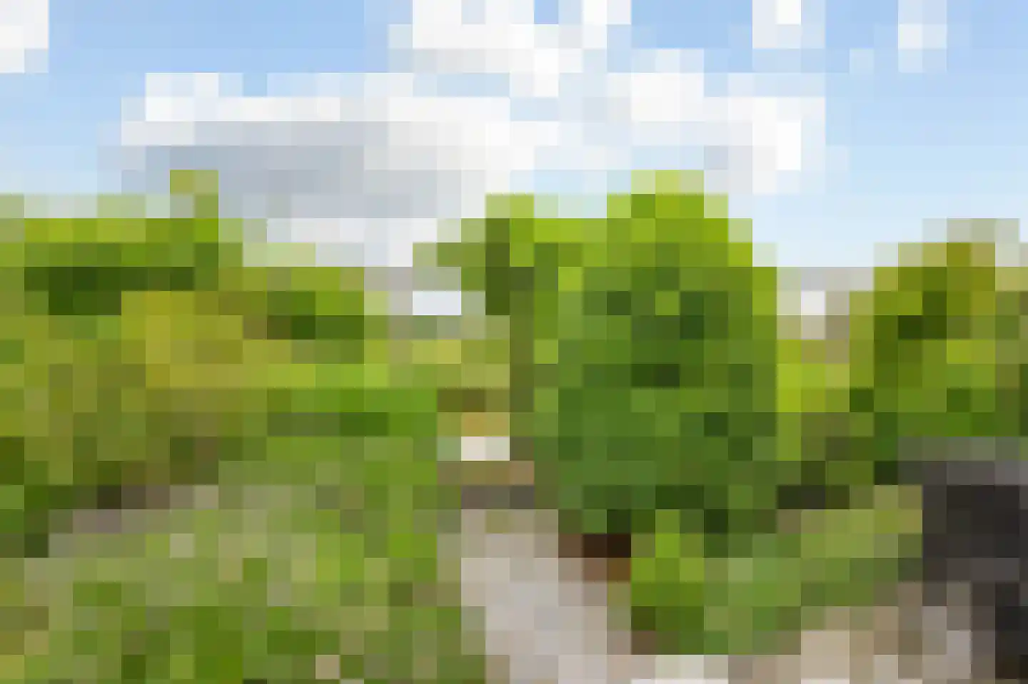 Ardennen 11 Assendelft thumbnail 16