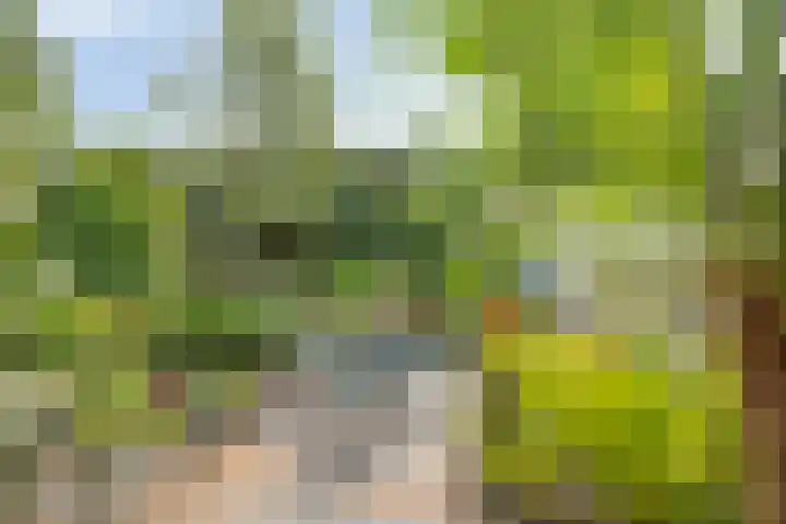 Ardennen 51 Helmond thumbnail 30