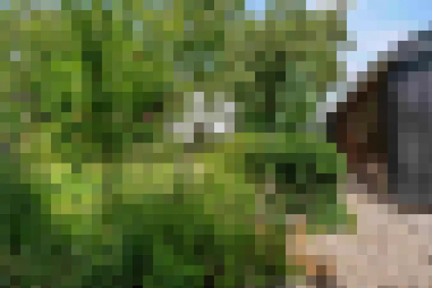 Arenborgweg 113 Venlo thumbnail 31