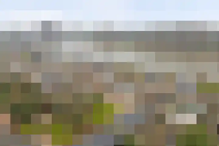 Arendschelling 35 Dronten thumbnail 43