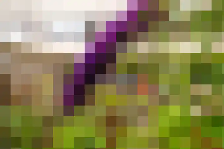 Arendshorst 9 Ede thumbnail 25