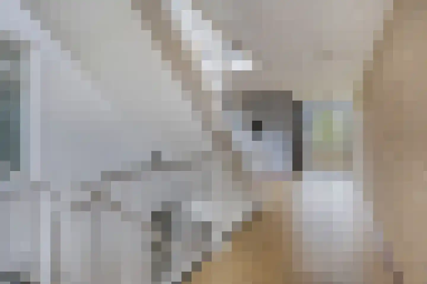 Arendstraat 52 Oss thumbnail 18
