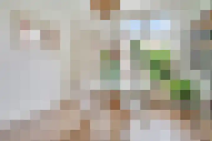 Arent van 's Gravesandestraat 40 Tilburg thumbnail 9