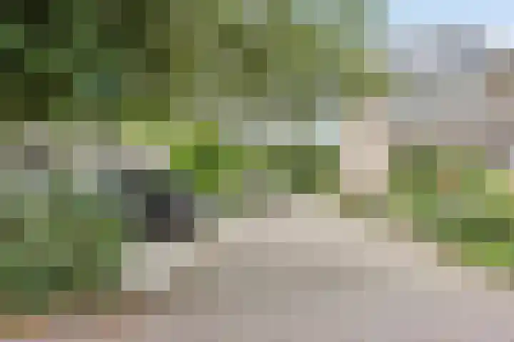 Argusvlinder 10 Leiden thumbnail 29