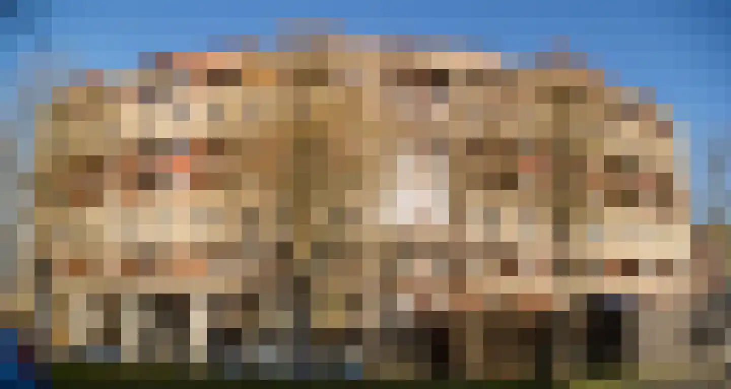 Argusvlinder 123 Breda thumbnail 36