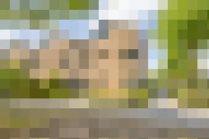 Argusvlinder 17 Breda