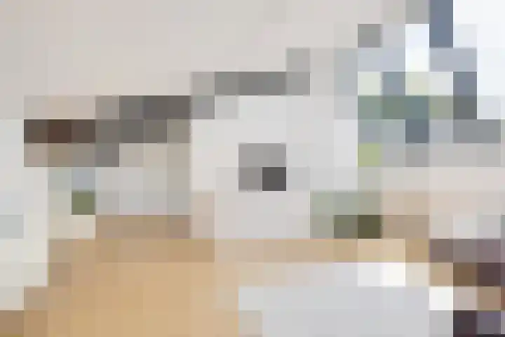 Argusvlinder 17 Breda thumbnail 29