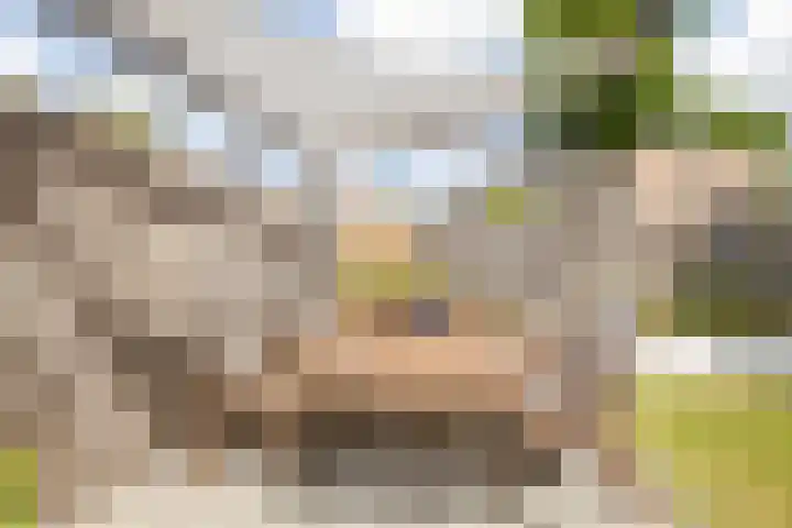 Argusvlinder 17 Breda thumbnail 38