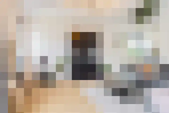 Argusvlinder 17 Breda thumbnail 5