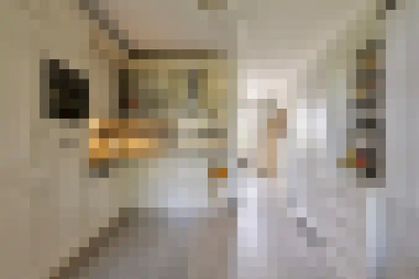 Argusvlinder 55 Breda thumbnail 15