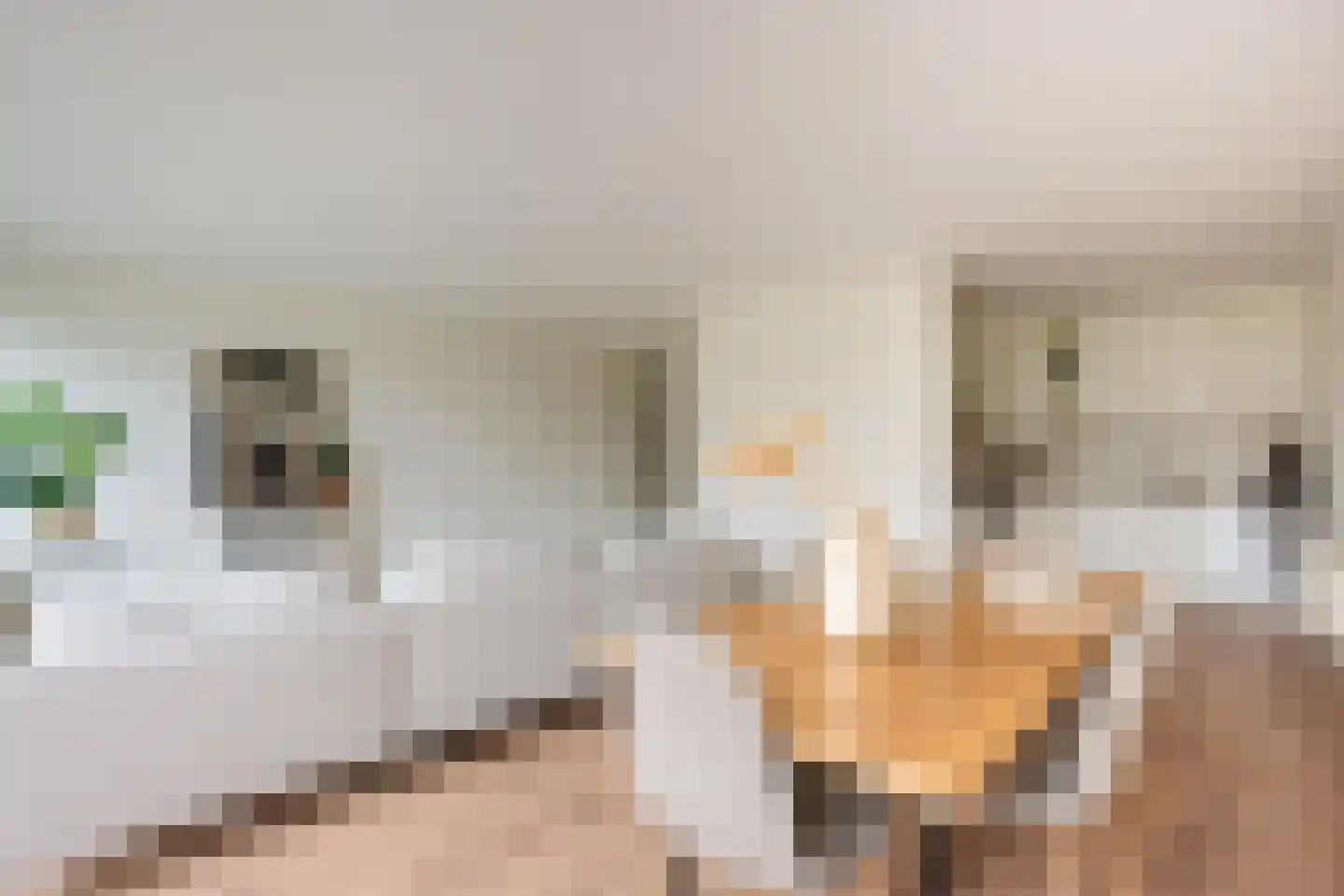 Argusvlinder 6 Diemen thumbnail 7