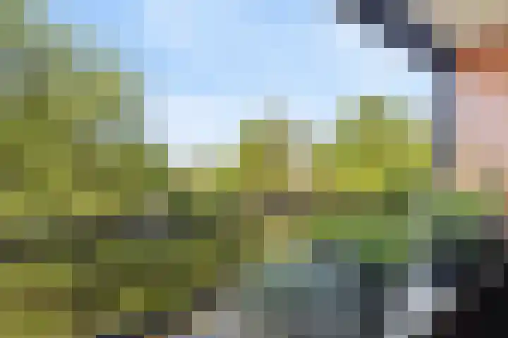 Argusvlinder 67 Breda thumbnail 44