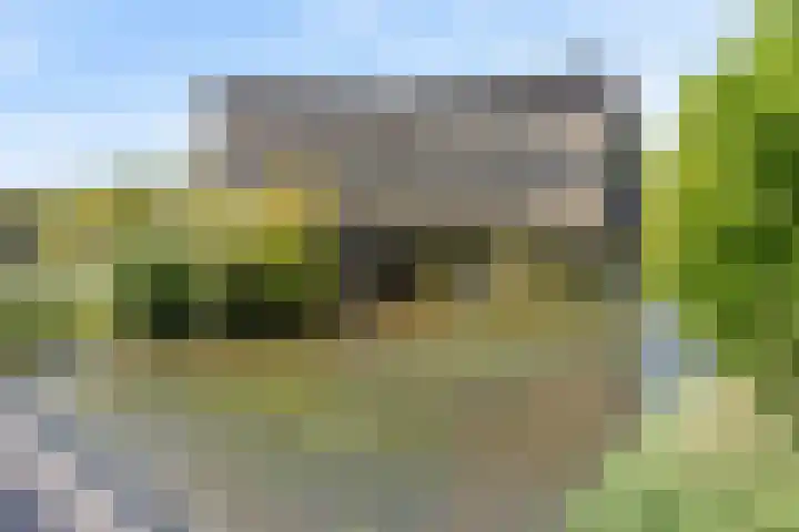 Argusvlinder 67 Breda thumbnail 7
