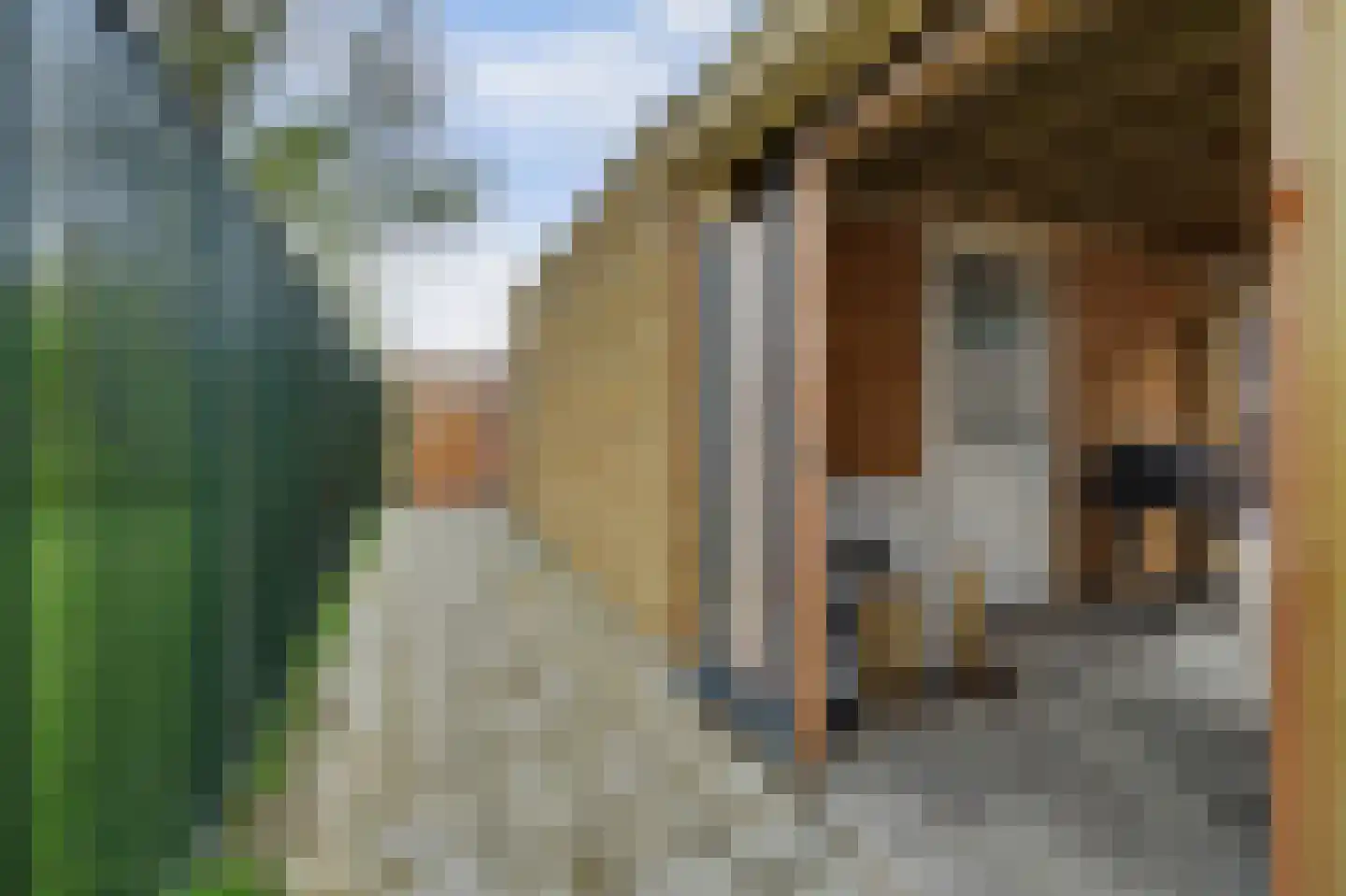 Arianestraat 13 Wissenkerke thumbnail 28