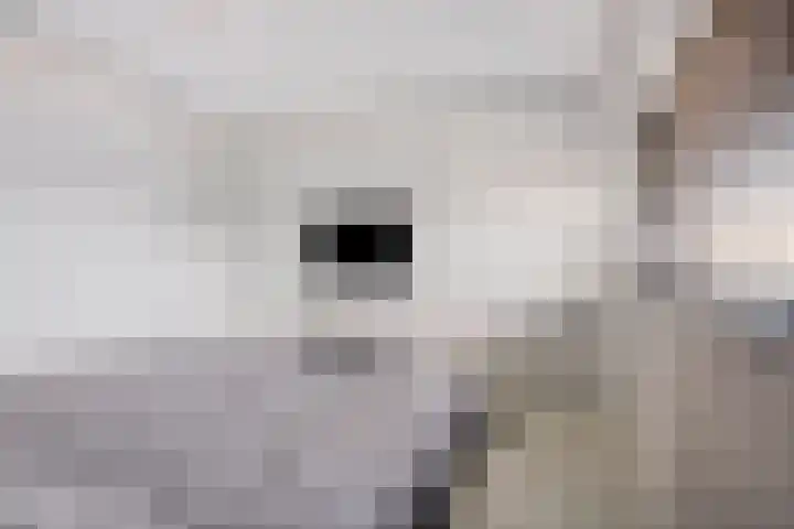 Arianestraat 7 Nederweert thumbnail 36