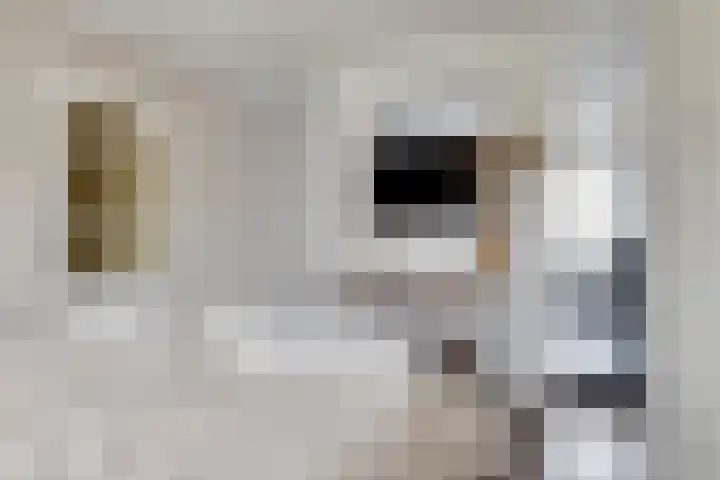Ariëns 35 Avenhorn thumbnail 13