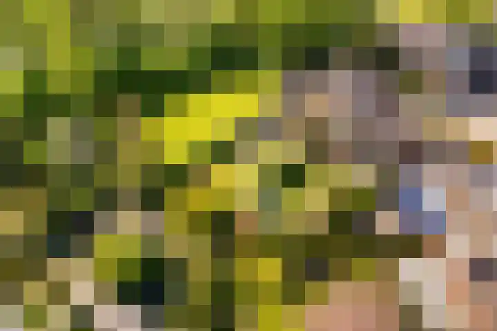 Arkelstein 10 Dordrecht thumbnail 5