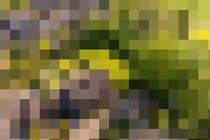 Arkelstein 10 Dordrecht thumbnail 73