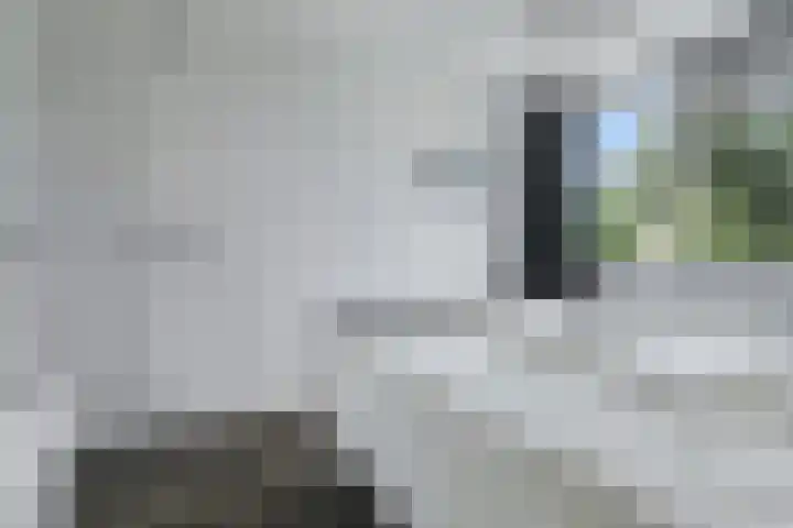 Arnemuidenhoek 44 Arnhem thumbnail 18
