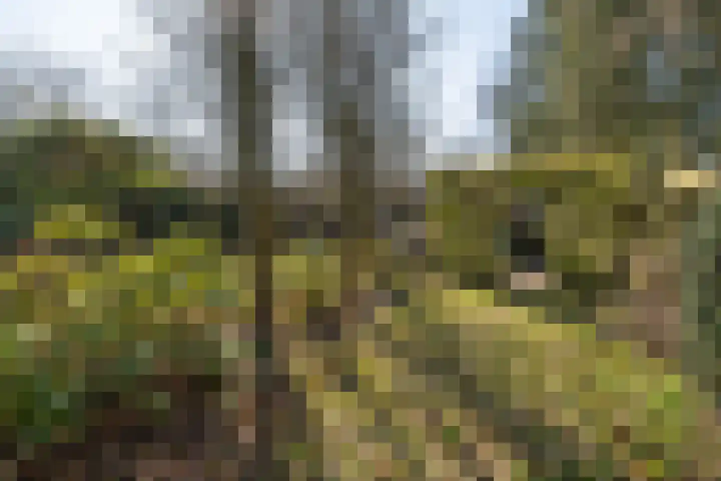 Arnhemsebovenweg 253 Driebergen-Rijsenburg thumbnail 36