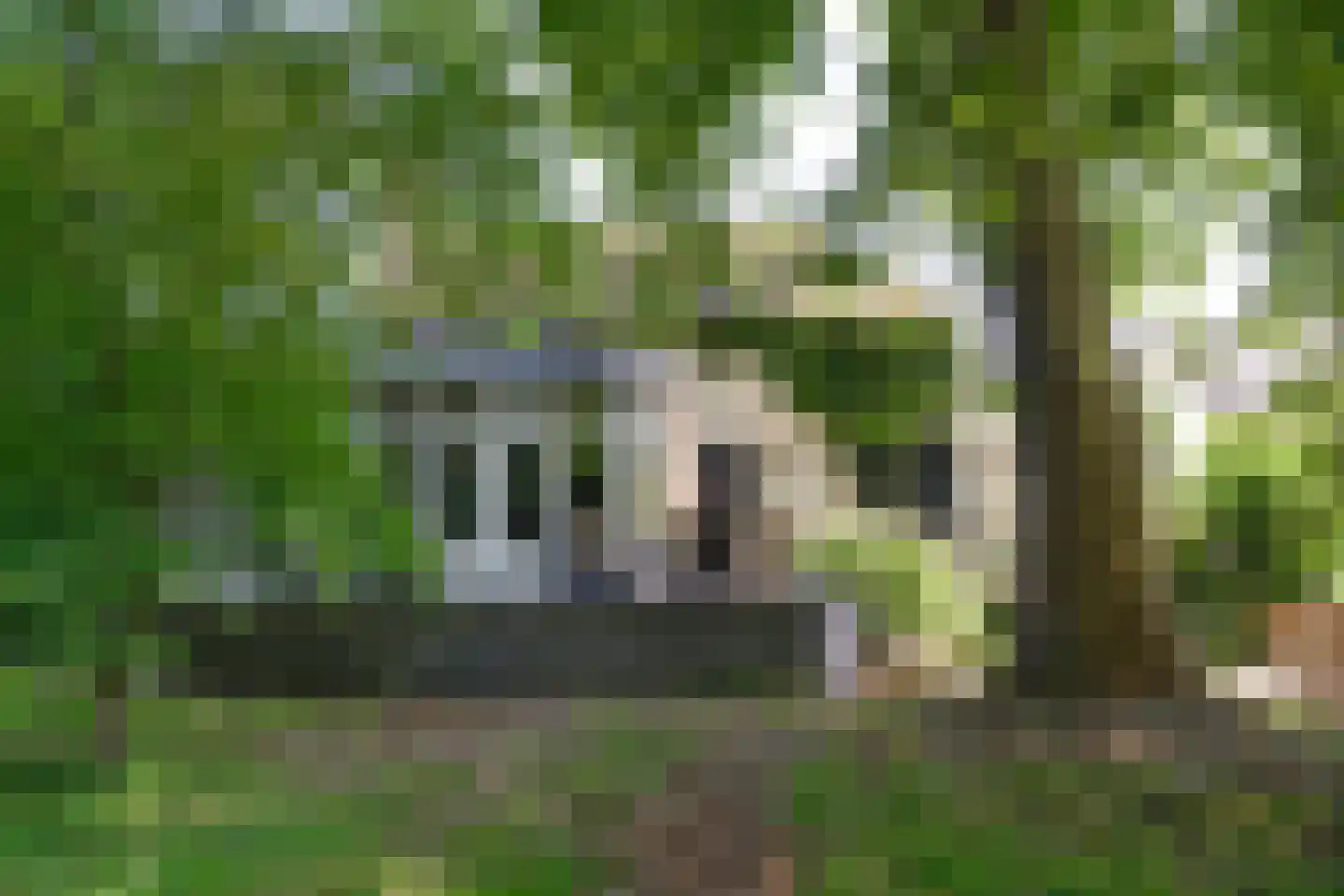 Arnhemsestraat 81 Leuvenheim thumbnail 9