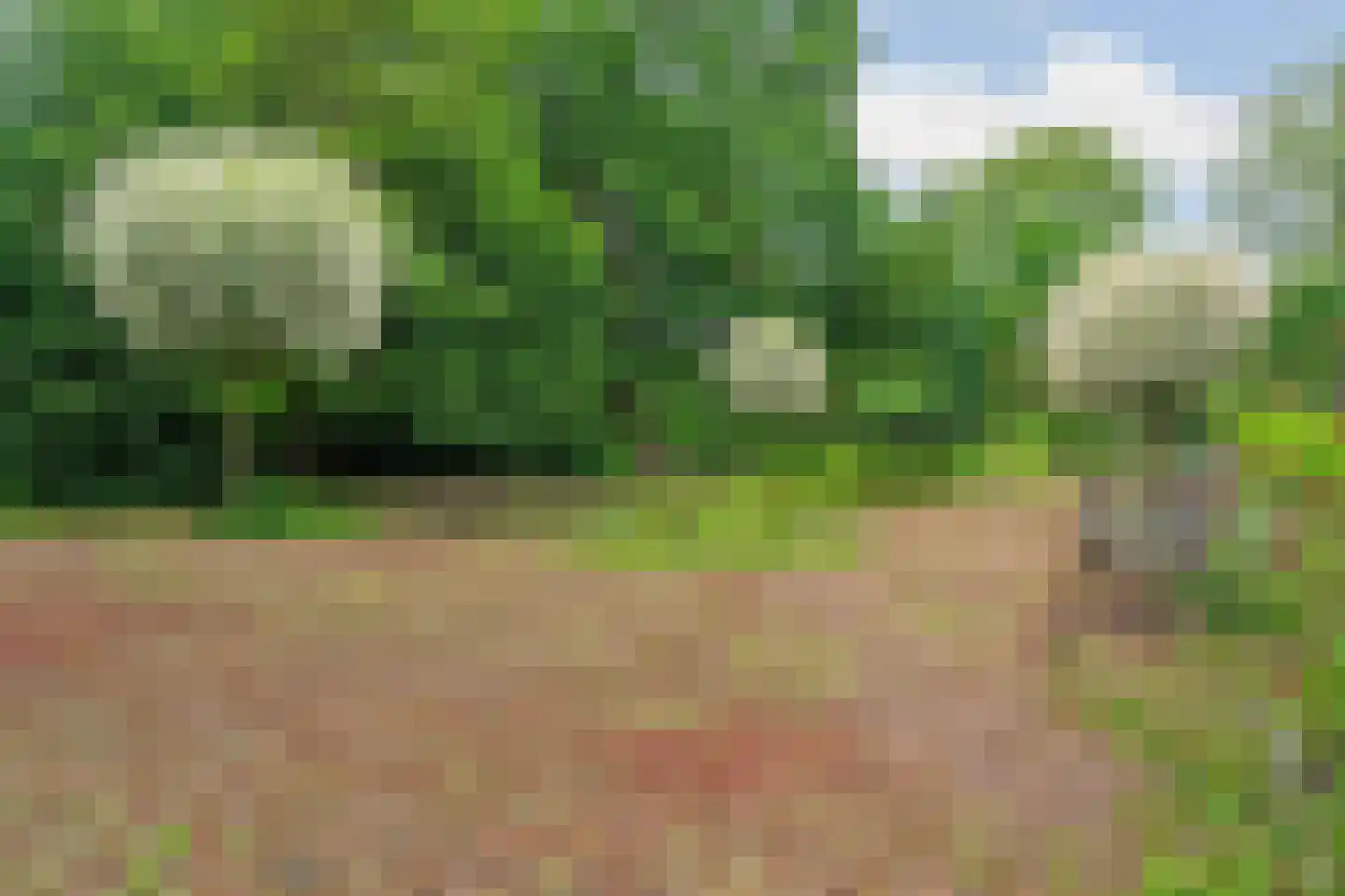 Arnhemsestraatweg 13 Velp thumbnail 35