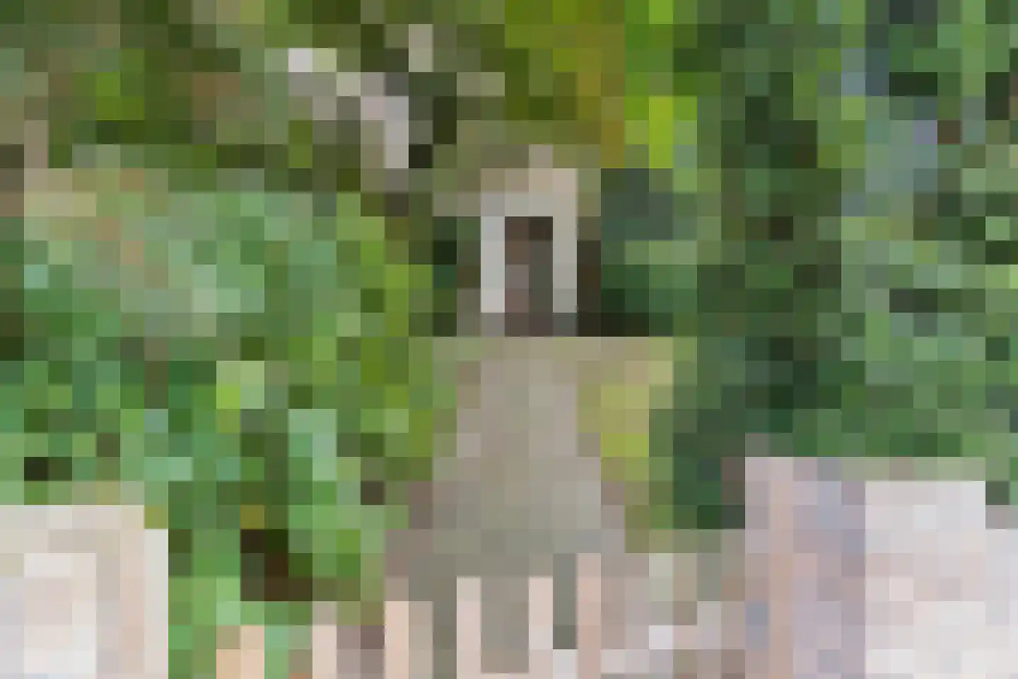 Arnhemsestraatweg 25 Velp thumbnail 10
