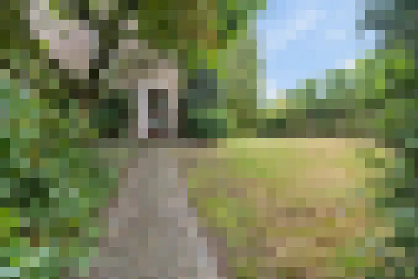 Arnhemsestraatweg 25 Velp thumbnail 11
