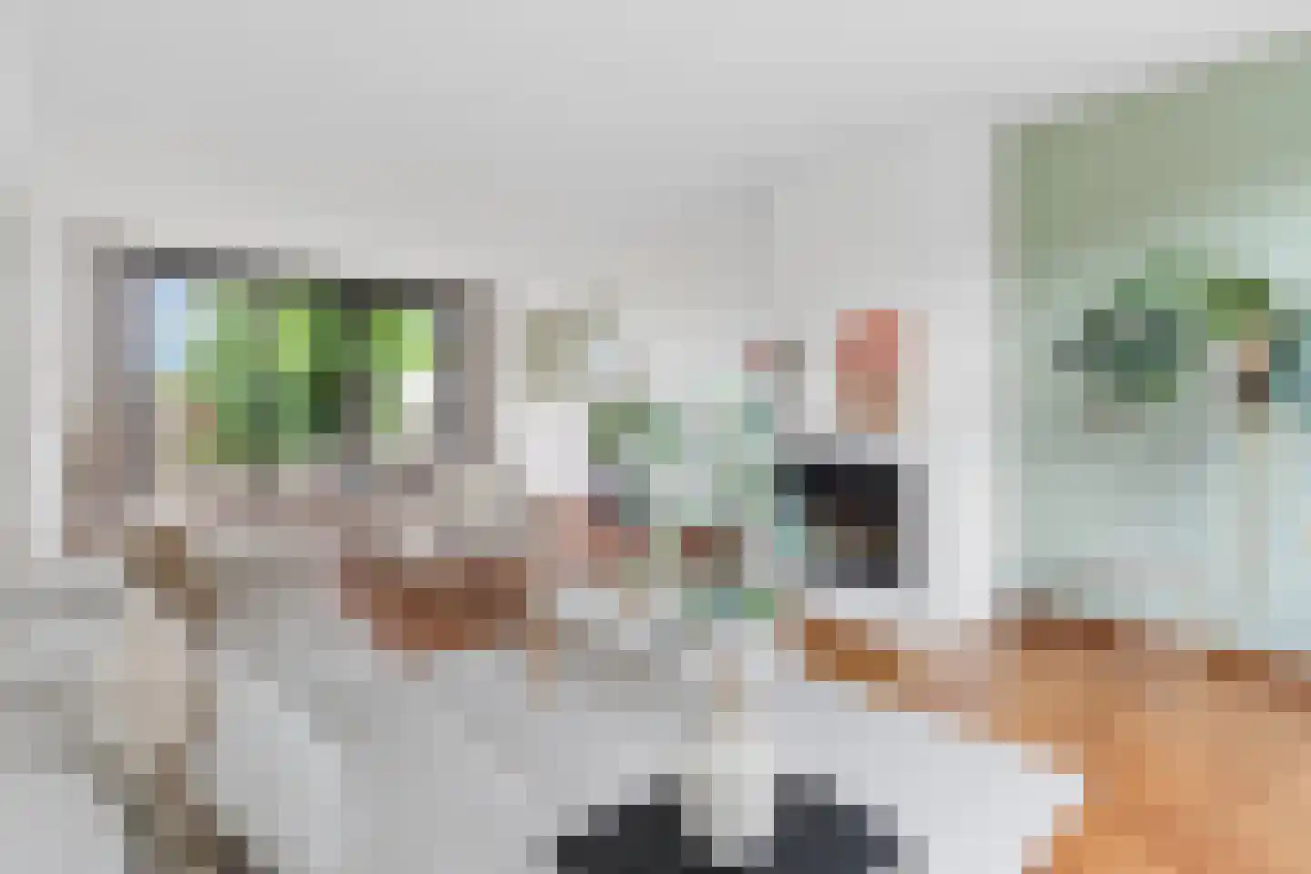 Arnhemsestraatweg 25 Velp thumbnail 4