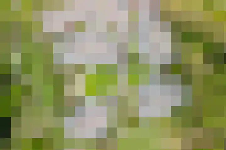 Arnold van Rodelaan 1 Hapert thumbnail 34