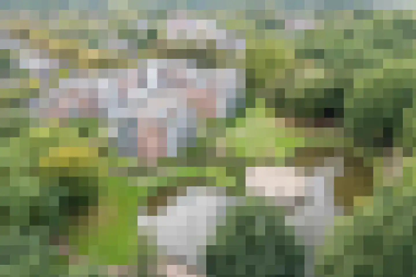 Arnold van Rodelaan 81 Hapert thumbnail 39