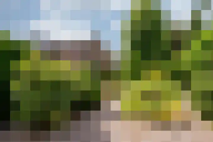 Arnoldus Janssenstraat 41 Steyl thumbnail 35