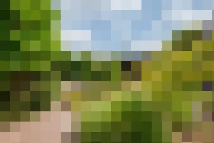Arnoldus Janssenstraat 41 Steyl thumbnail 38