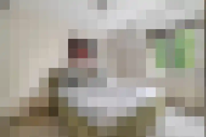 Arnoldus Janssenstraat 8 Steyl thumbnail 14