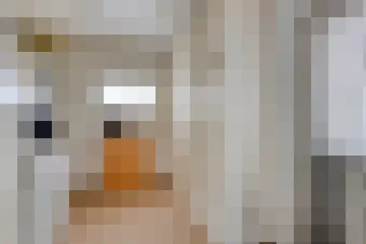 Arnoldus Verschurenstraat 46 Waspik thumbnail 19