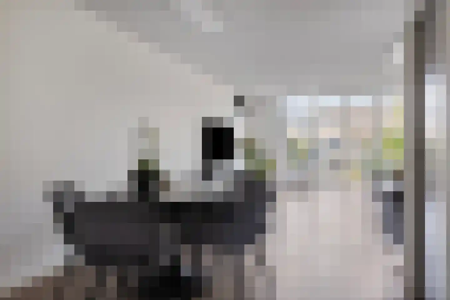 Aronskelk 19 Cuijk thumbnail 15