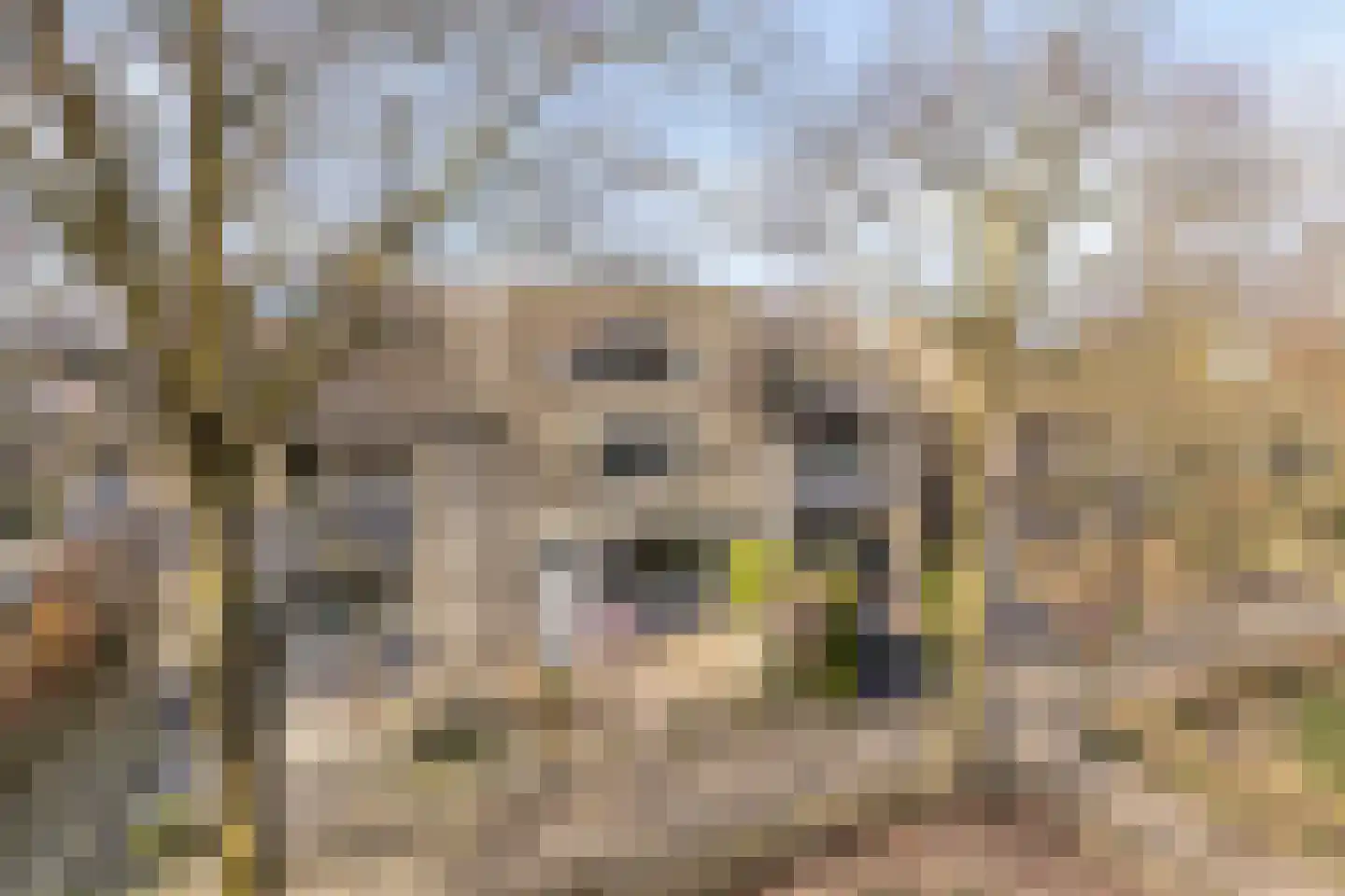 Aronskelk 19 Cuijk thumbnail 9