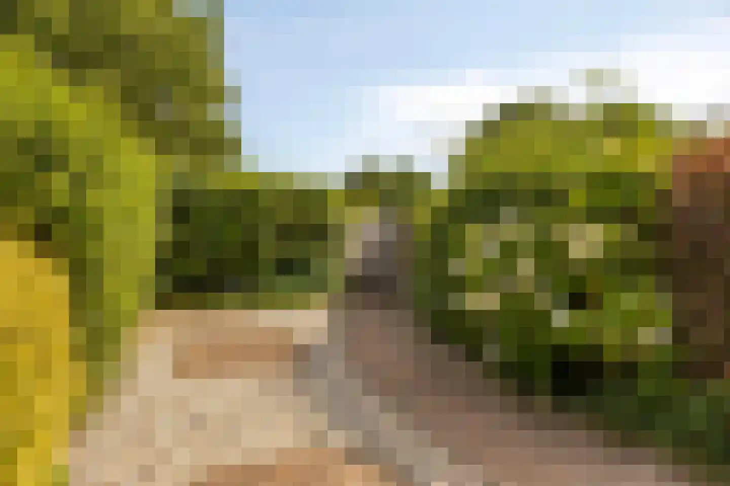 Aronskelk 25 Venray thumbnail 28