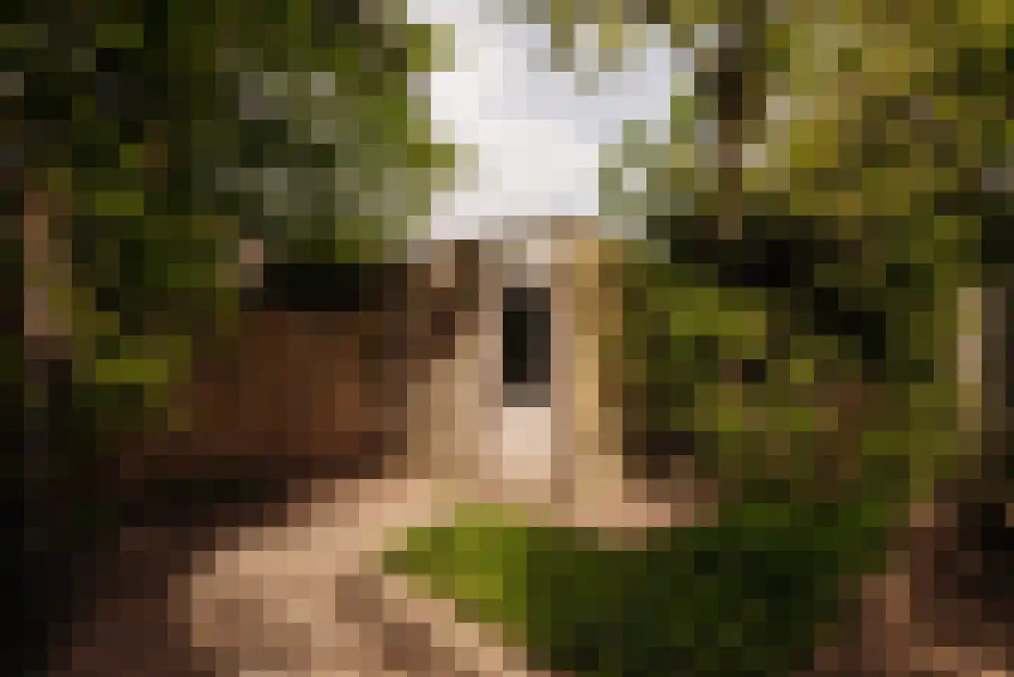 Aronskelkweg 3 Wassenaar thumbnail 19