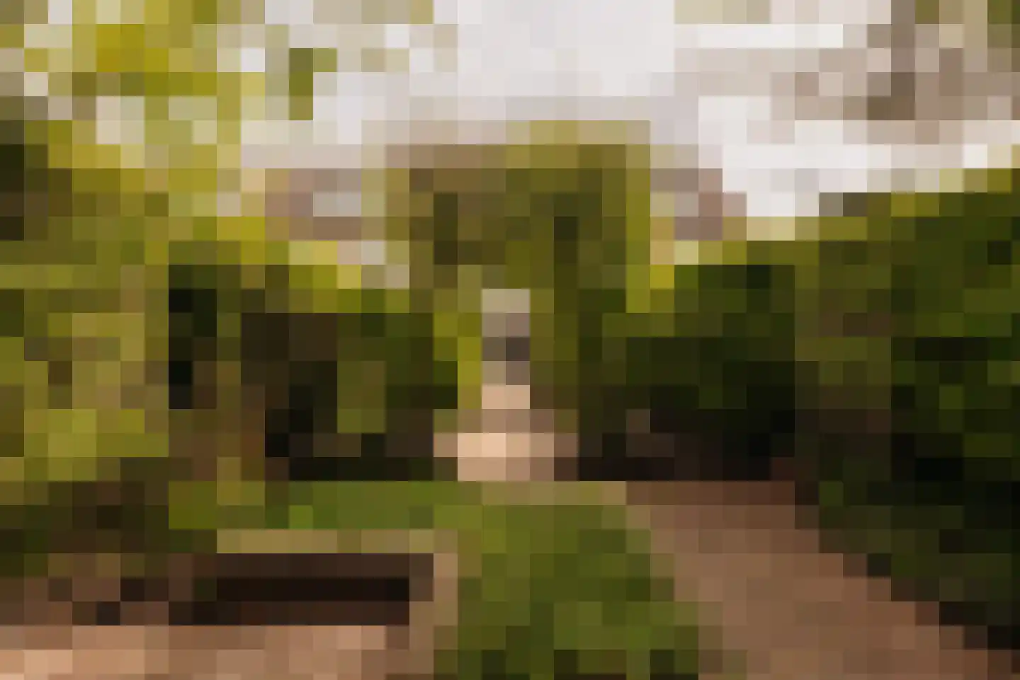 Aronskelkweg 3 Wassenaar thumbnail 20