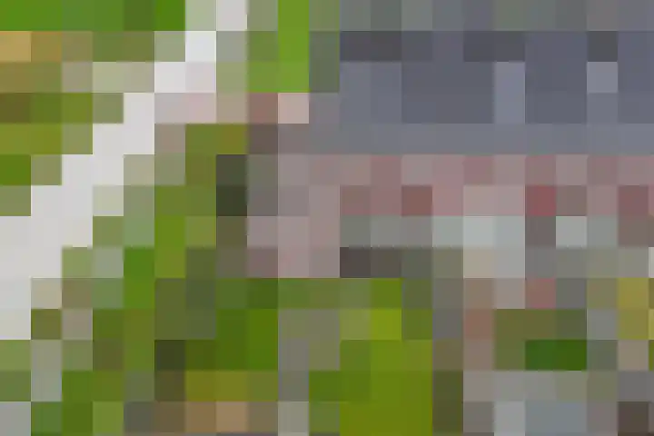 Arumer Feart 2 Franeker thumbnail 33
