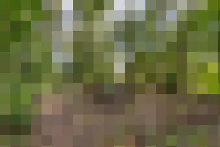 Arumerweg 84 Witmarsum thumbnail 48