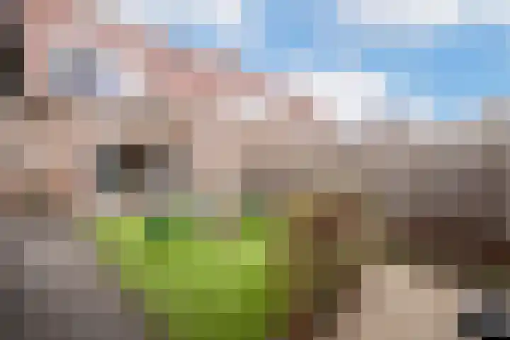 Asboom 13 Overlangel thumbnail 20